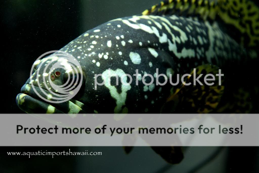 bumblebeegrouperfish4.jpg
