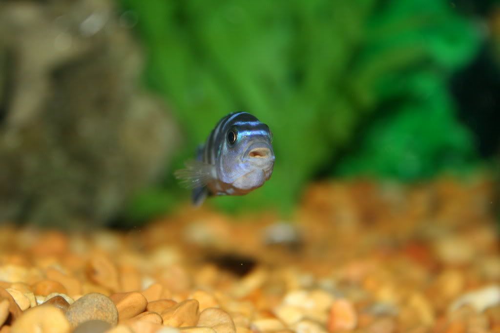 PregnantDemasoni2-27-08pic2.jpg