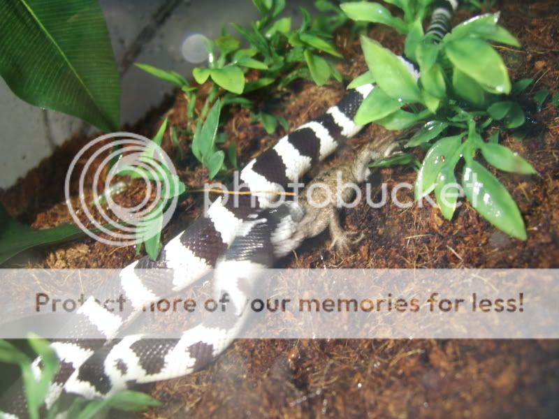snake3.jpg