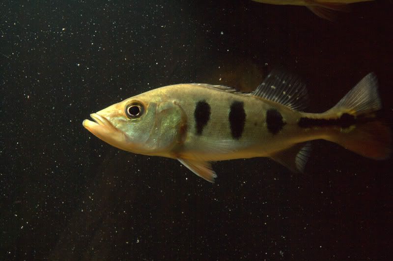 _MG_4509.jpg