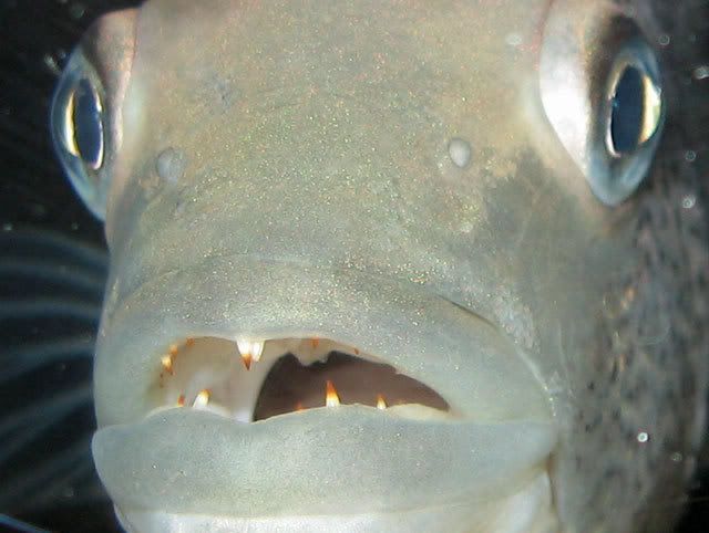 TEETH.jpg