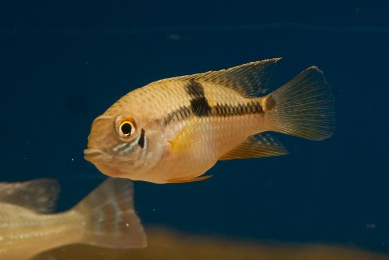 DSC_0020_zpsb9f8f5e0.jpg