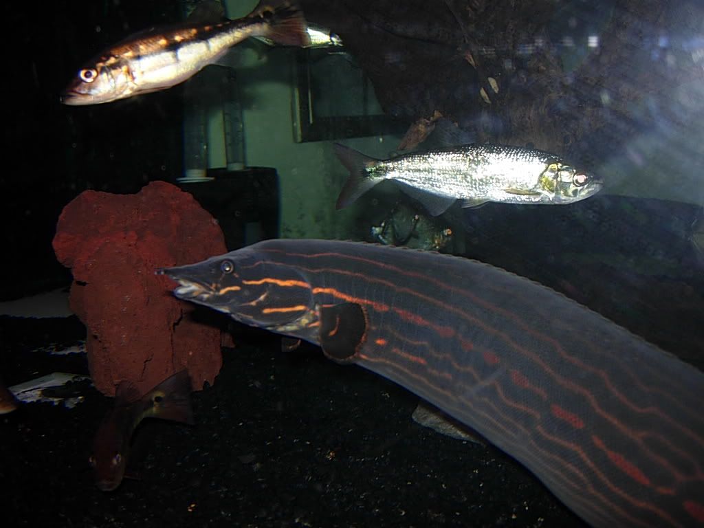 fishswap031.jpg
