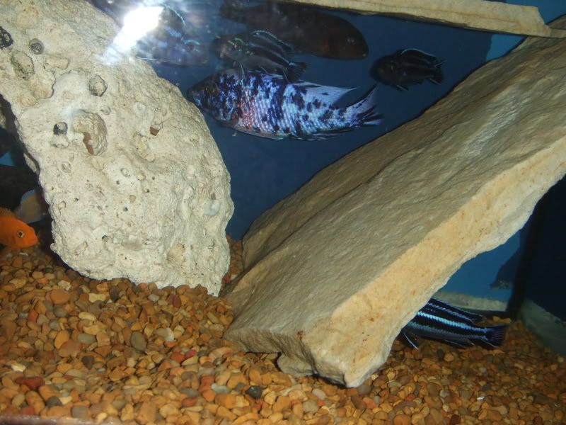 2008_063063008fish0029.jpg