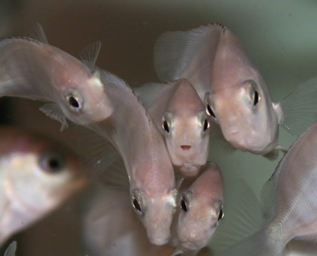 damba2.jpg