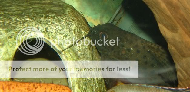 Synodontis2.jpg