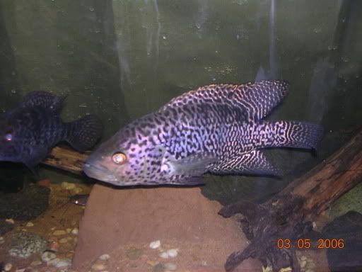 DSCN4922.jpg