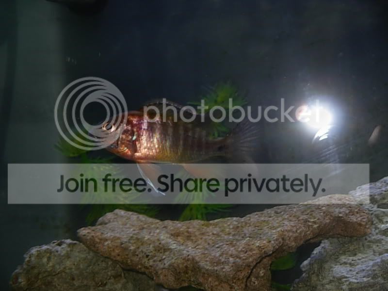 cichlid02.jpg