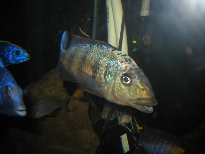 IMG_4787.jpg