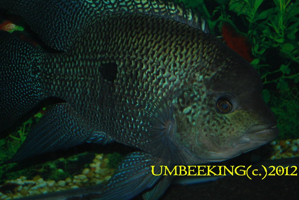 blackumbee025.jpg