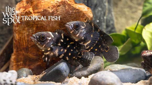 www.wetspottropicalfish.com
