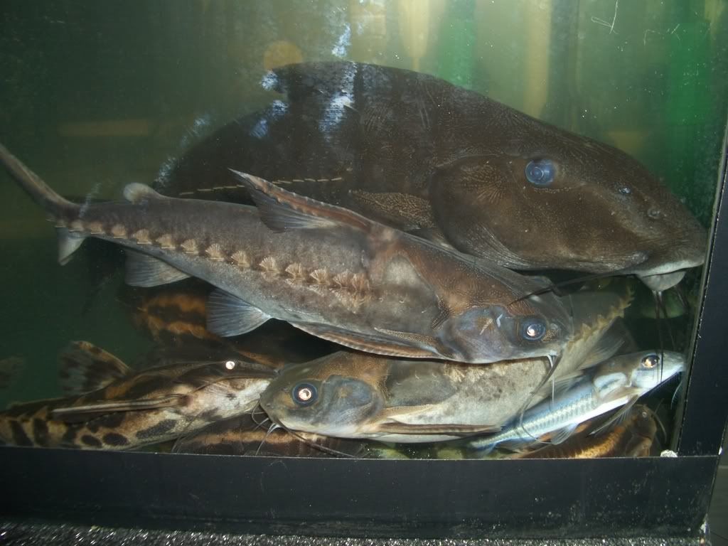 CIMG0110.jpg
