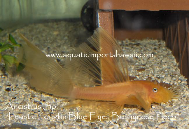 Luesticpleco7.jpg