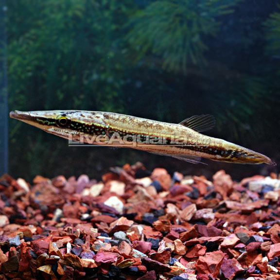 lg-39886-peppermint-crocodi.jpg