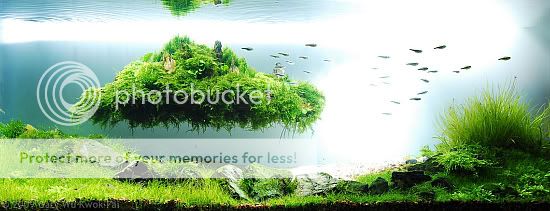 AGA-Aquascaping-Contest-2009-Extra-.jpg