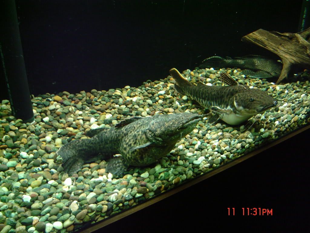 DSC04254.jpg