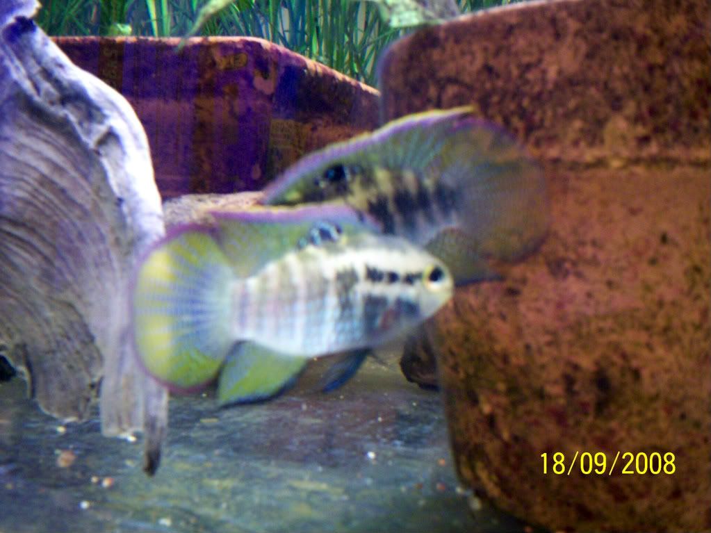 001-1.jpg