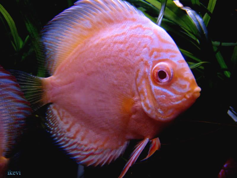 discus2.jpg