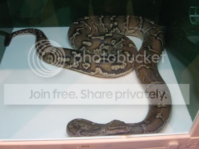 angolanpython.jpg