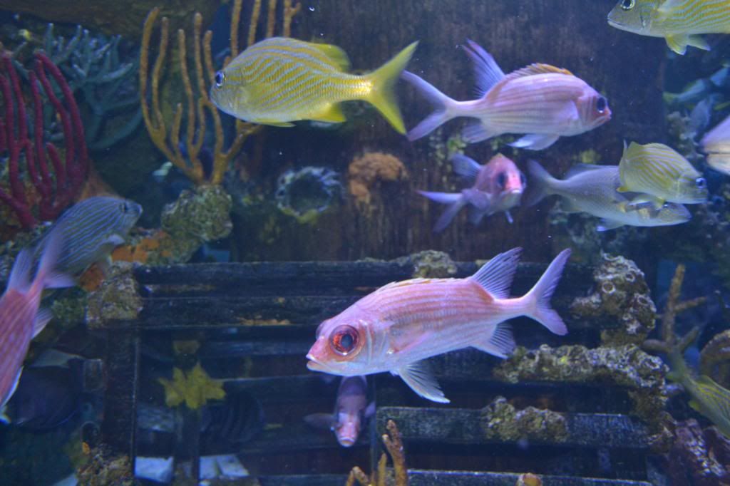 DSC_0501_zpsa6038f51.jpg