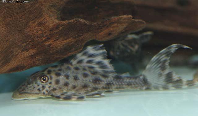 Image result for L132 pleco