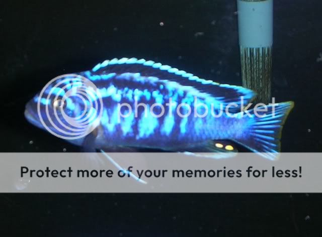 msobo.jpg