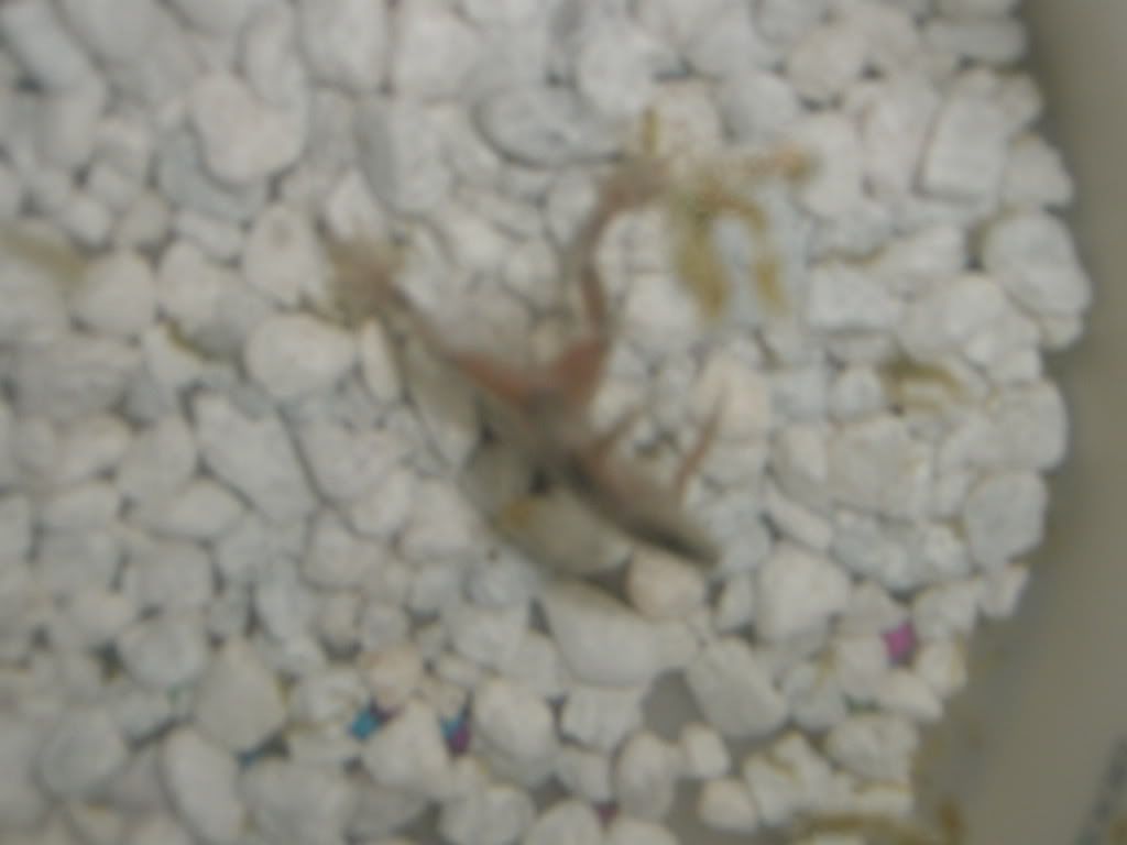 frogs012.jpg