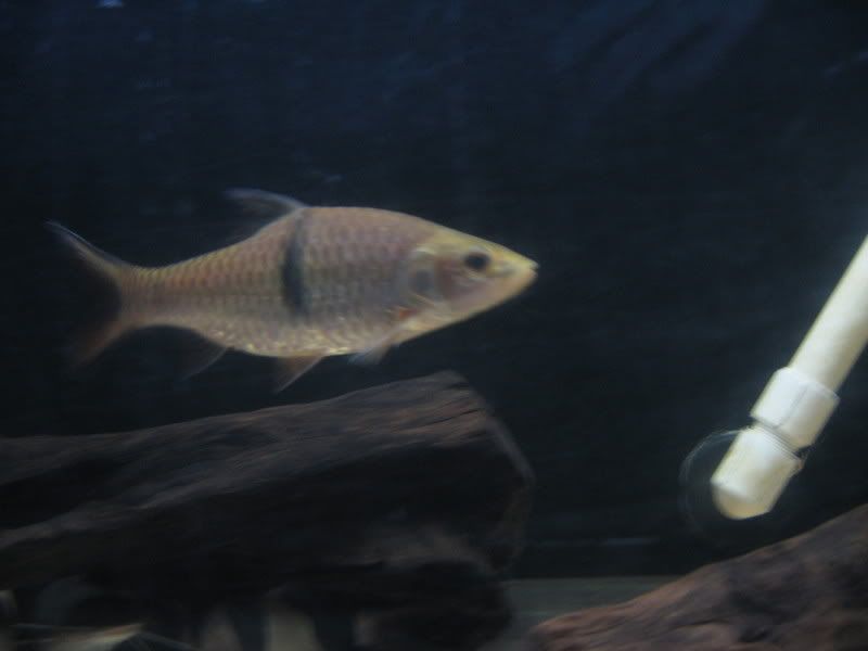 5-17-08015.jpg