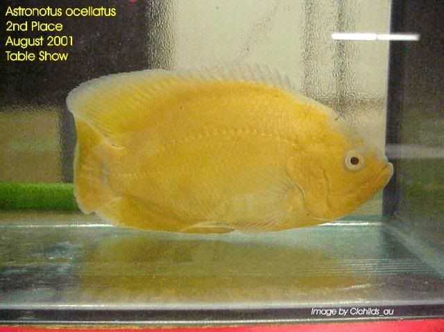 14_yellow-oscar_zps8927144e.jpg