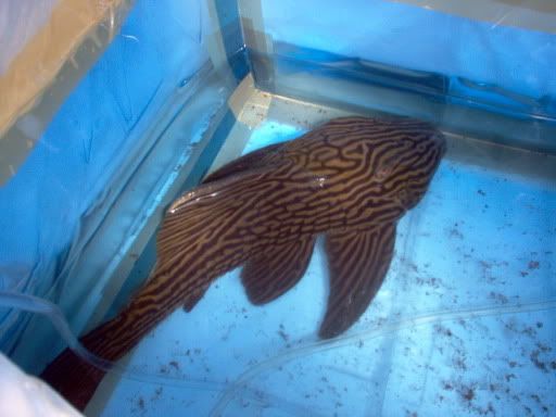 boxpleco.jpg