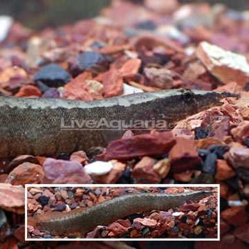 p-89852-eel.jpg
