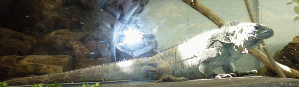 P1000137.gif