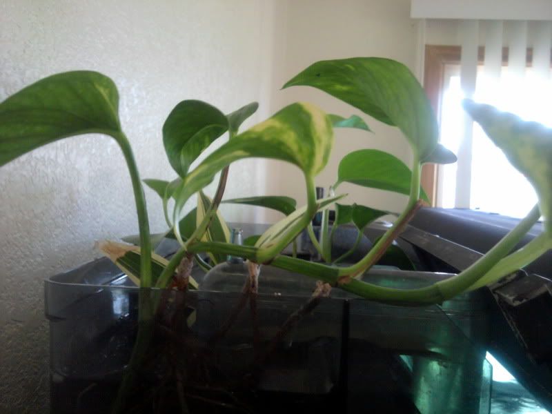 IMG_20110401_113720.jpg