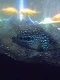 fishie.jpg