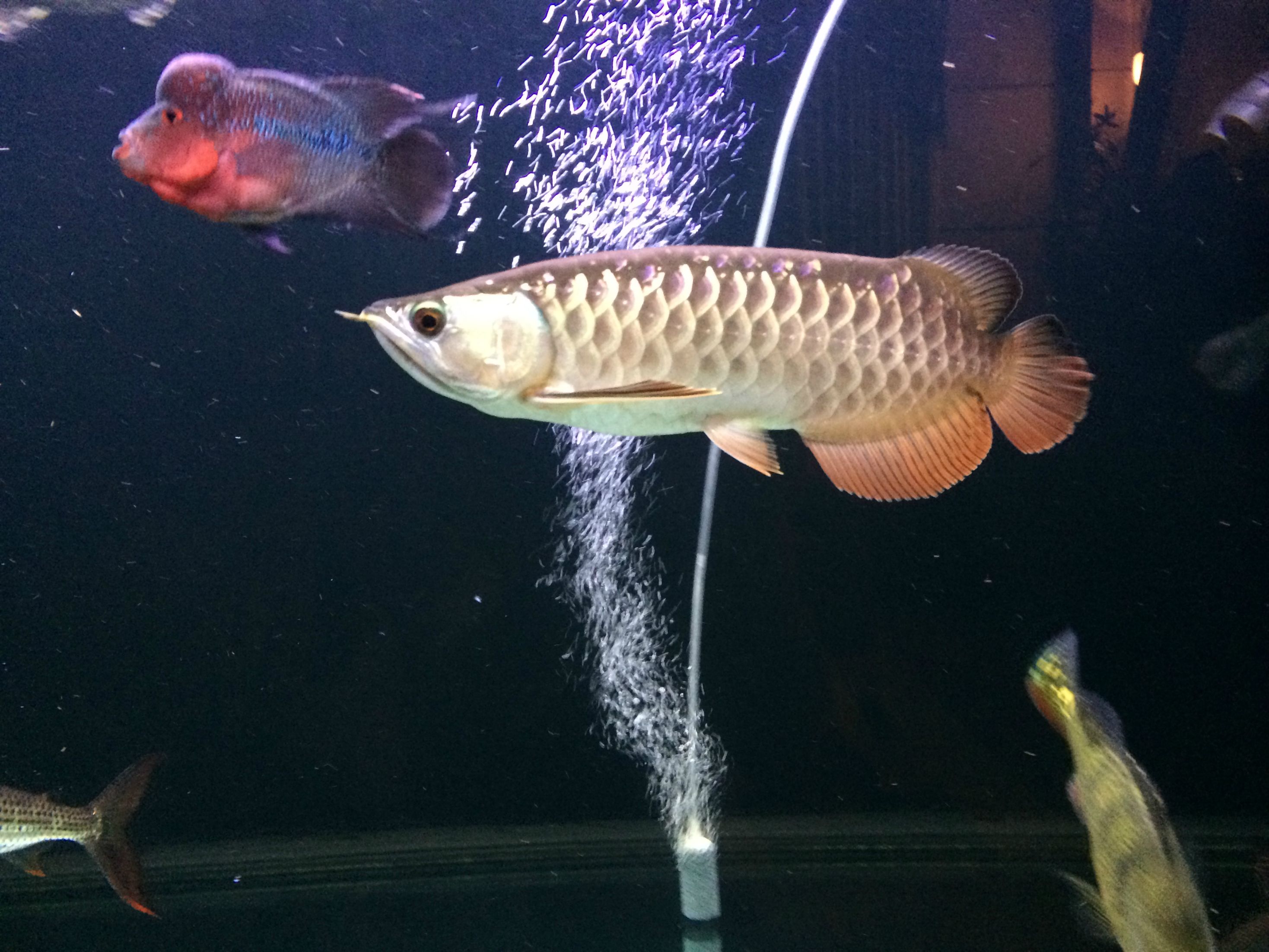 Sharing my 200g Arowana x Flowerhorn community (VATF x Kelberi x