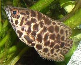 Ctenopoma_acutirostre.jpg