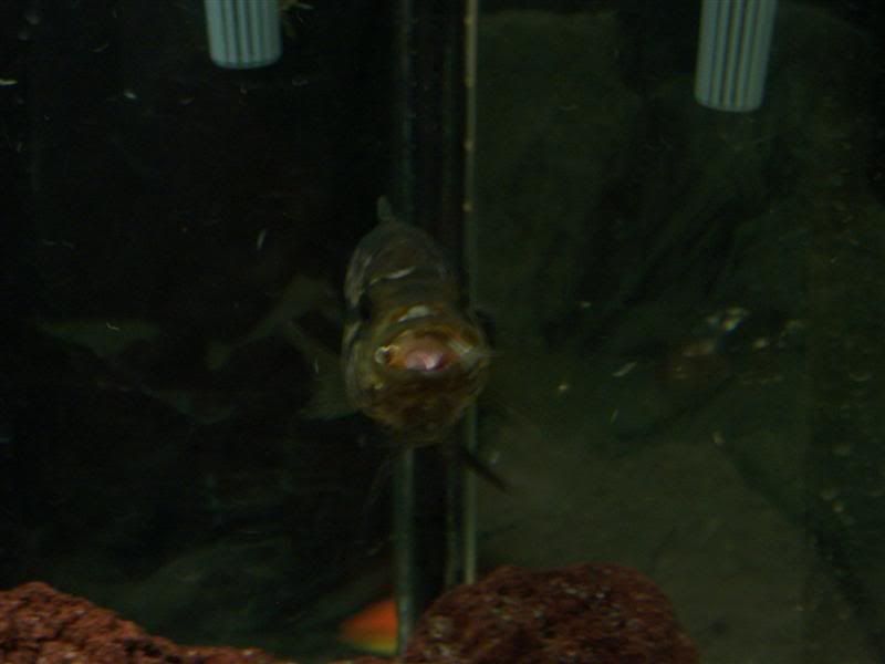 stevesfish773Medium.jpg