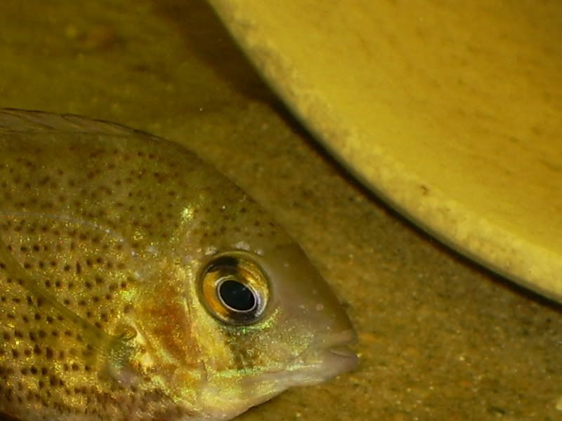 S5030183.jpg