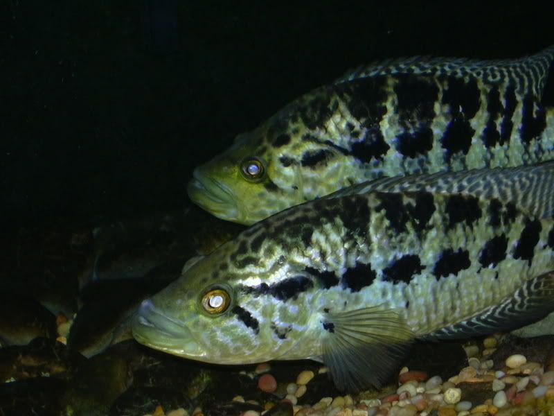 DSCN0208.jpg