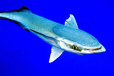 remora.jpg