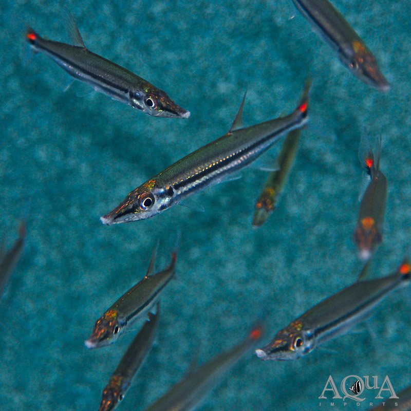 www.aqua-imports.com