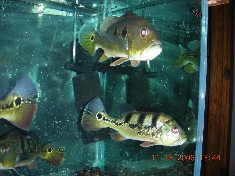 DSCN0935.jpg