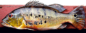 ocellaris3.gif