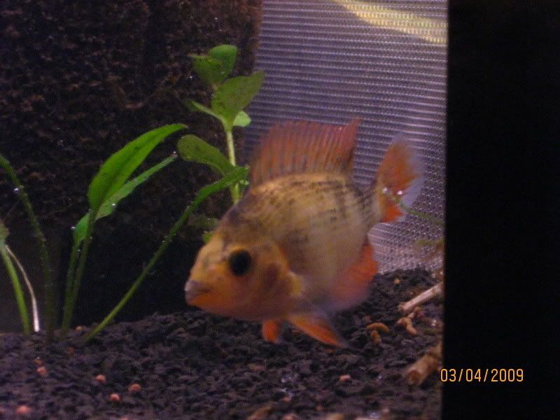 RedDevil004.jpg