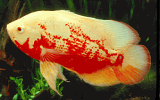 Albino20Red20Tiger20Oscar.gif