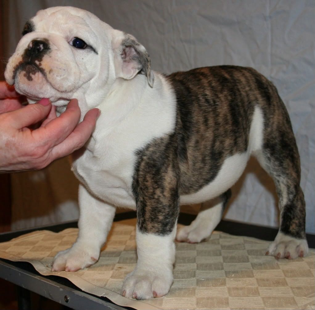 newpuppy-1.jpg