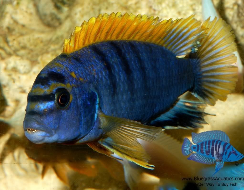 Labidochromis_sp_4995eb57c47ee.jpg