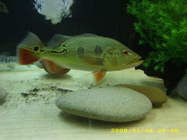 01-06-08newgar062.jpg