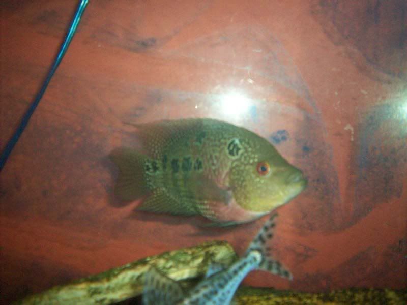flowerhorn.jpg