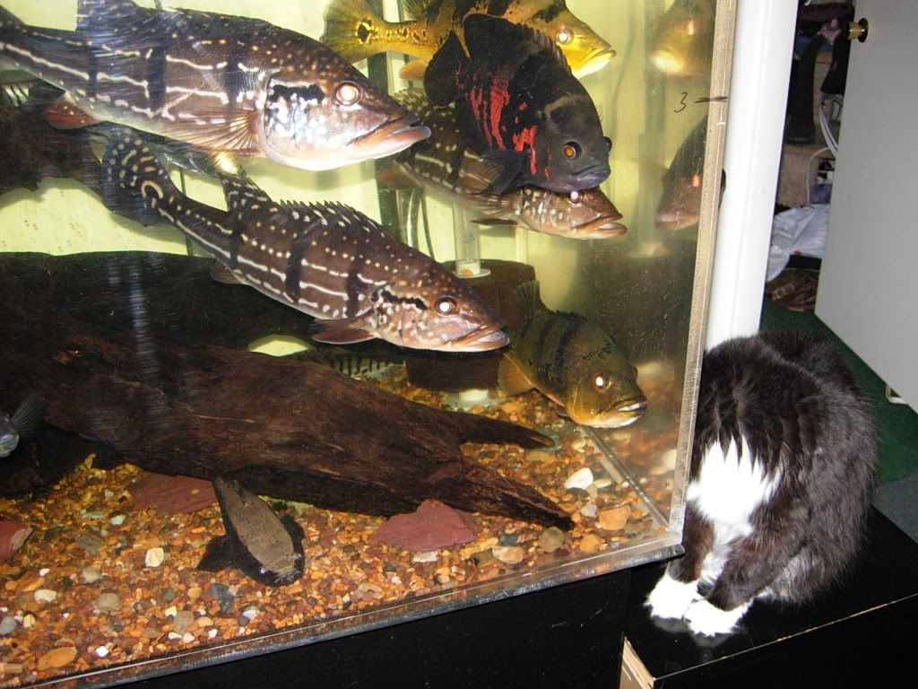 ValantinesFishDay08018.jpg